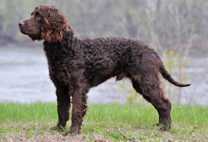 American water spaniel breeders near sales me